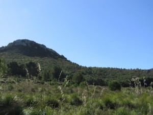 IMG_4447 (Medium)